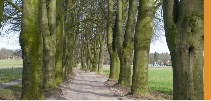 Een toekomst voor de Beukenlaan Holten Een toekomst voor de Beukenlaan van Holten